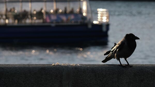 Ворона на набережной в Парке Горького