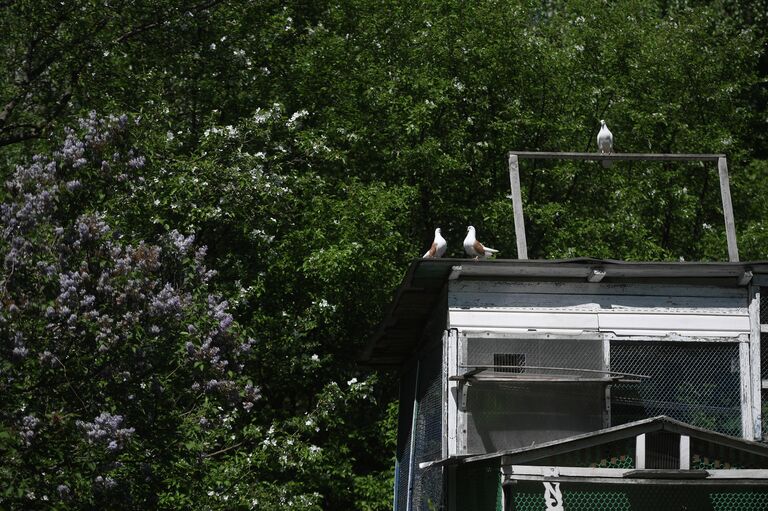 Голубятня на Халтуринской Голубятня на Халтуринской