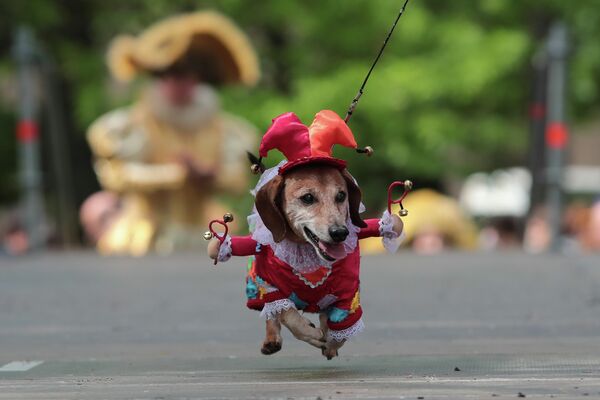 Собака породы такса на параде Такс Парад, посвященном Году театра, на Васильевском острове в саду Академии Художеств в Санкт-Петербурге