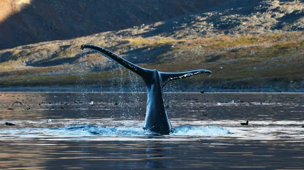 Серый кит в проливе Сенявина у острова Ыттыгран в Чукотском автономном округе