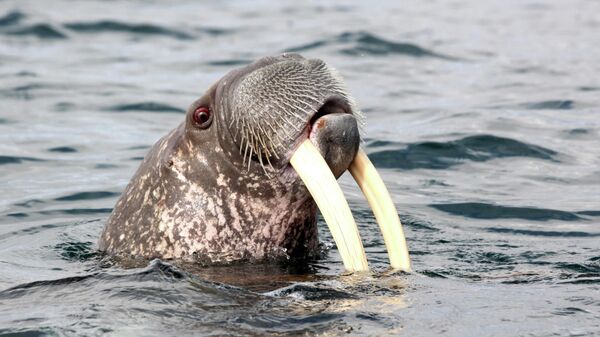 Московский зоопарк объявил о намерении купить дружелюбного моржа