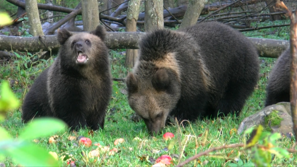 Медвежата кушают яблоки, леса Тверской области