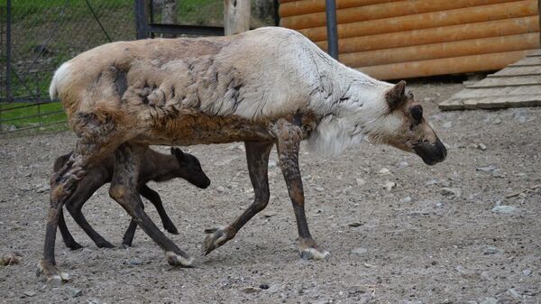 Родившийся в Сахалинском зоопарке северный олененок на прогулке со своей матерью Гердой