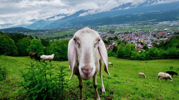 Овца на поле в Инсбруке, Австрия 