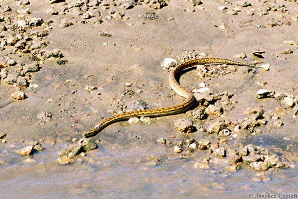 Ядовитые змеи появились в прибрежных водах эмирата Абу-Даби