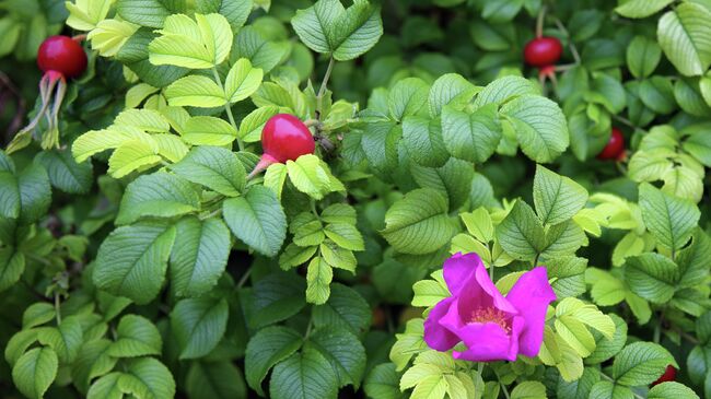 Шиповник вида Rosa rugosa