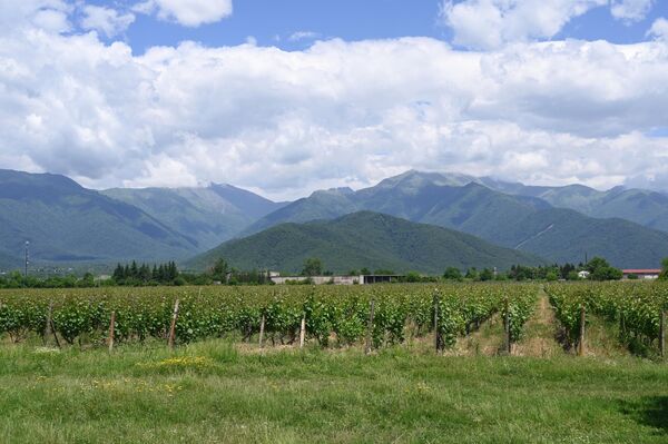 Виноградники в Алазанской долине в регионе Кахетия в Грузии
