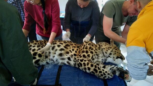 Ветеринарный осмотр леопарда, пострадавшего в схватке с собратом в Приморье