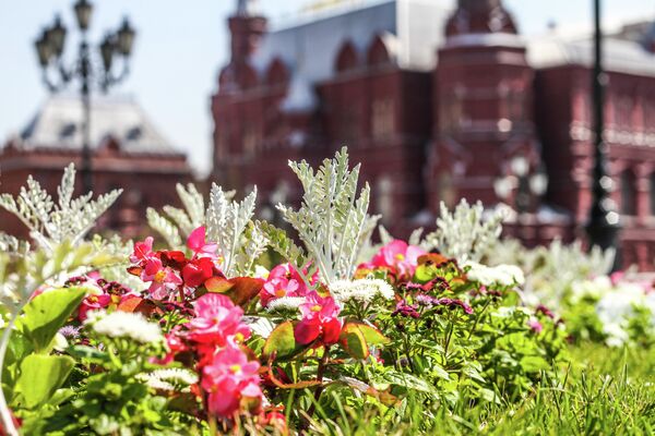 Цветники в Москве