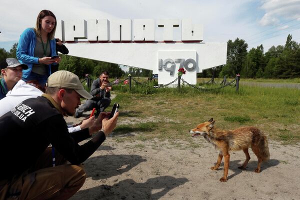 Туристы фотографируют лису в заброшенном городе Припять, недалеко от Чернобыльской АЭС, Украина