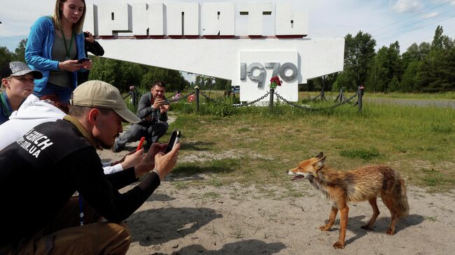 Туристы фотографируют лису в заброшенном городе Припять, недалеко от Чернобыльской АЭС, Украина