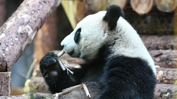 Одна из двух больших панд, переданных Китаем Московскому зоопарку
