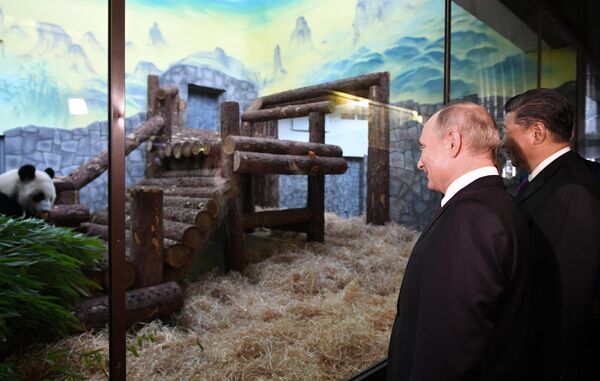 Президент РФ Владимир Путин и председатель Китайской Народной Республики (КНР) Си Цзиньпин принимают участие в официальной церемонии передачи правительством Китая двух больших панд Московскому зоопарку Президент РФ Владимир Путин и председатель Китайской Народной Республики (КНР) Си Цзиньпин принимают участие в официальной церемонии передачи правительством Китая двух больших панд Московскому зоопарку