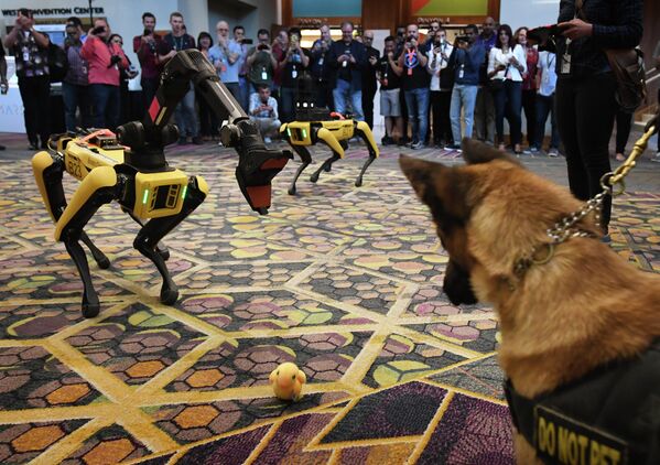Собака К9 и робот-собака Spot во время конференции Amazon Re:MARS
