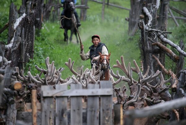 Заводчик гонит оленей из хозяйства Алатау Маралы в ущелье Касымбек, Казахстан 