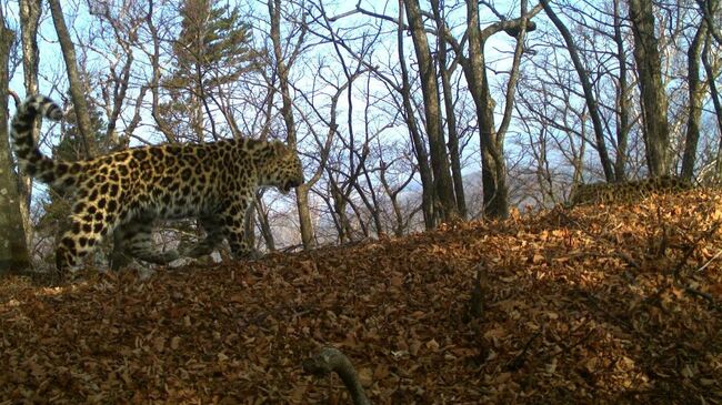 Котенок самки Leo 16F Борте