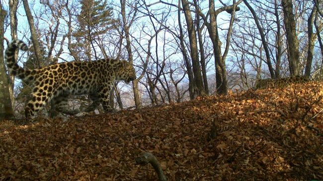 Котенок самки Leo 16F Борте