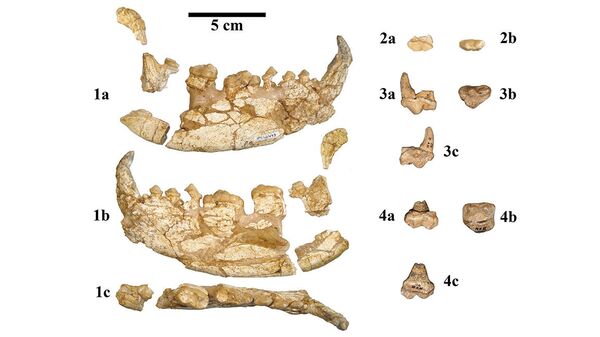 Челюсть и зубы древней панды Kretzoiarctos beatrix, извлеченные из отложений времен миоцена в Каталонии