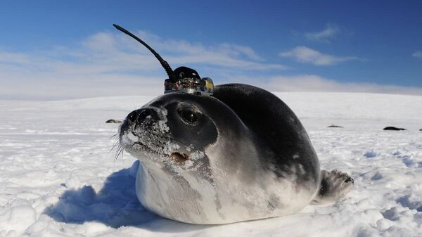 Тюлень-доброволец с маячком GPS