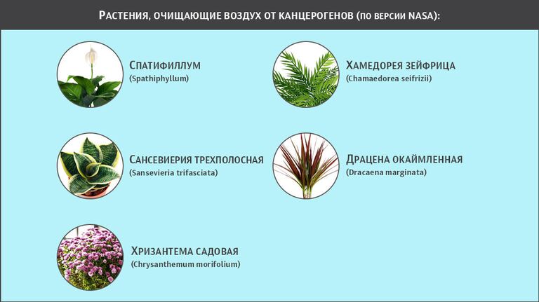Растения, очищающие воздух от канцерогенов, по версии NASA Растения, очищающие воздух от канцерогенов, по версии NASA