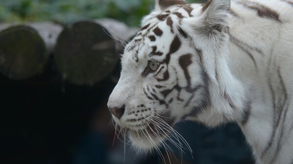 Белый бенгальский тигр в Московском зоопарке