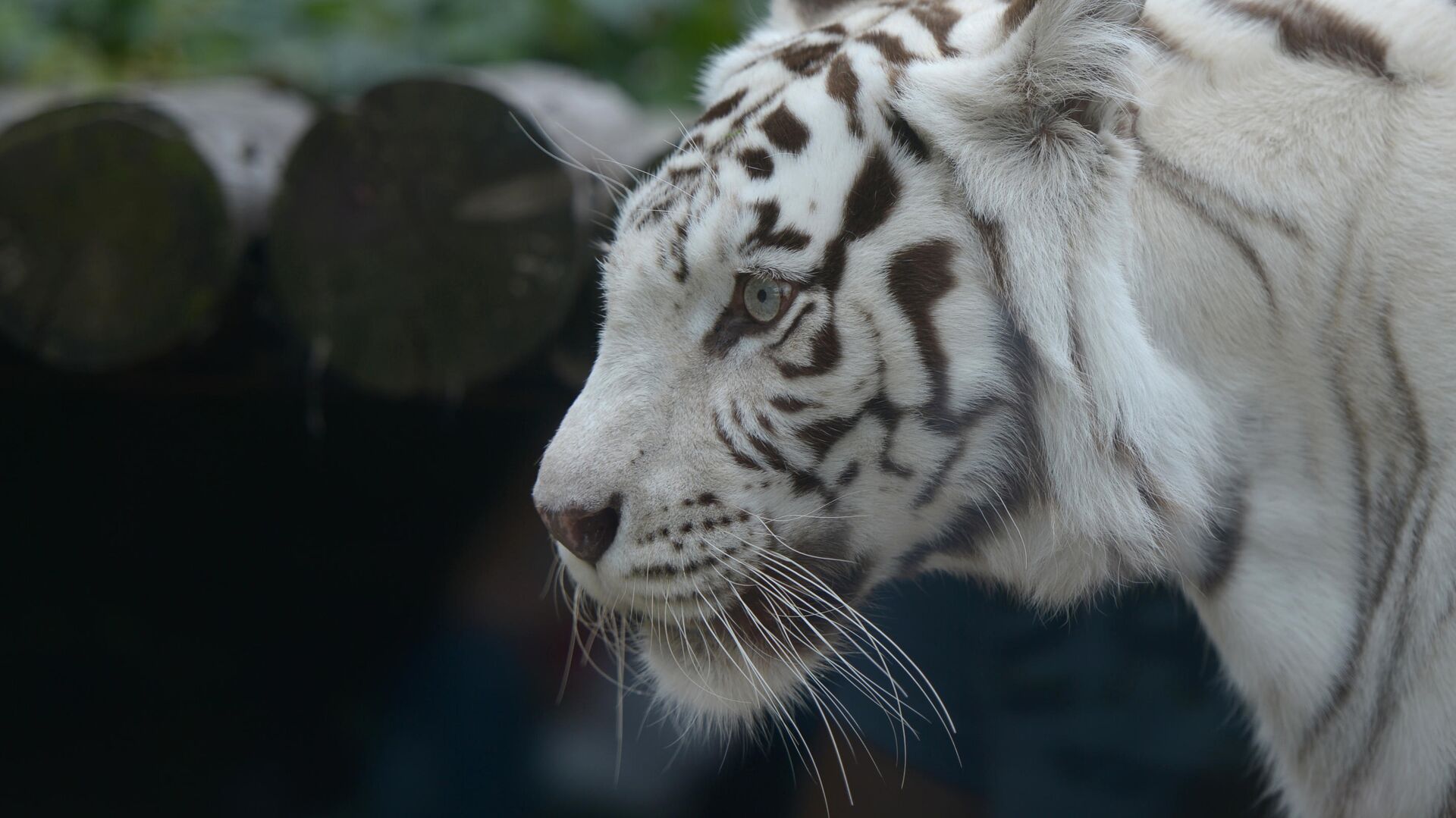 Белый бенгальский тигр в Московском зоопарке - РИА Новости, 1920, 02.09.2021