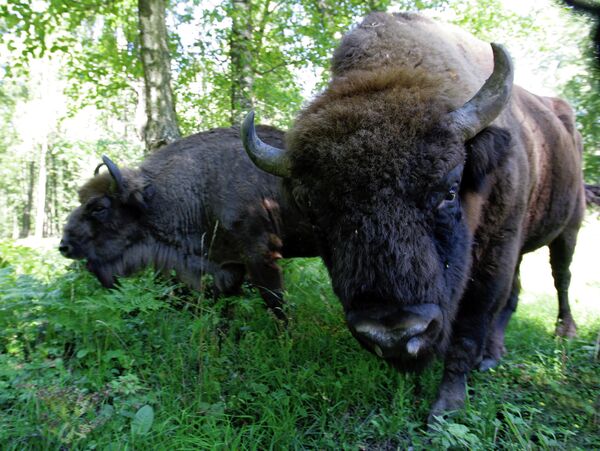 Семья зубров (крупный дикий бык ) в зубровом питомнике Приокско-террасного государственного природного биосферного заповедника