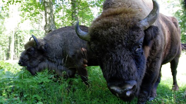 Семья зубров (крупный дикий бык ) в зубровом питомнике Приокско-террасного государственного природного биосферного заповедника