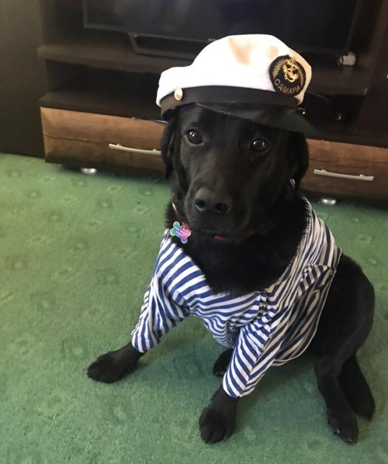 Кая, собака-поводырь