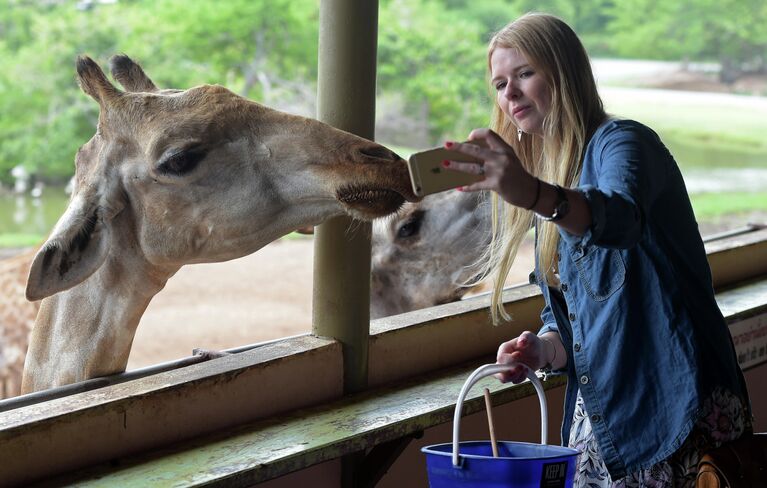 Турист делает селфи с жирафом в зоопарке Safari World на окраине Бангкока