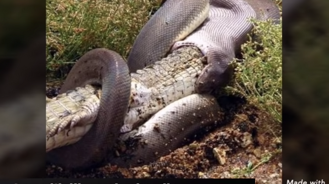 Кадр из видео о нападении питона на крокодила в Австралии