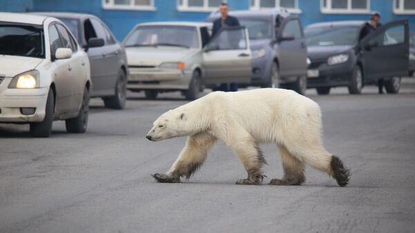 Белая медведица гуляет по улицам Норильска. 19 июня 2019
