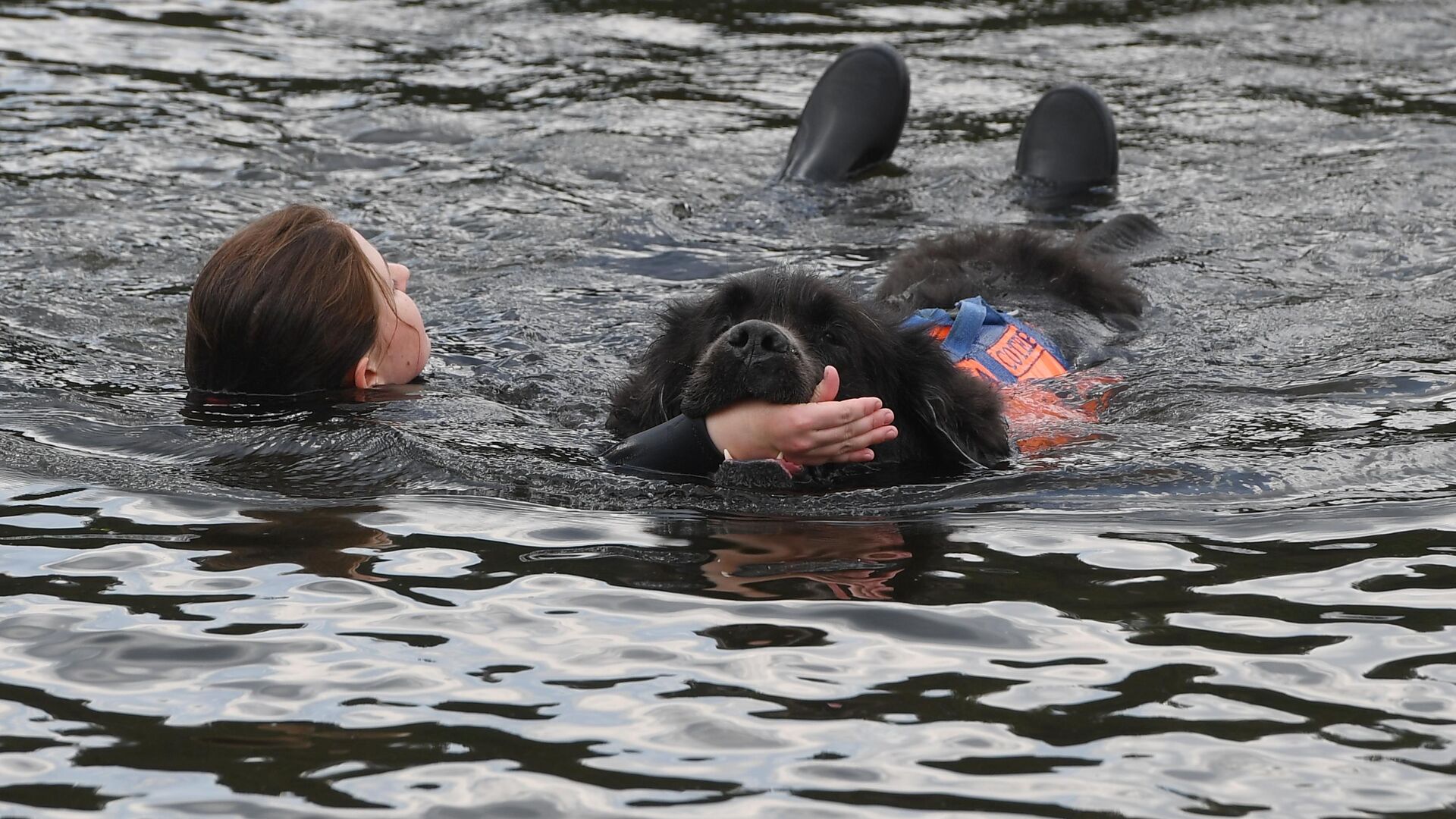 Собака вытаскивает из воды условно пострадавшего в Серебряном бору - РИА Новости, 1920, 20.06.2019
