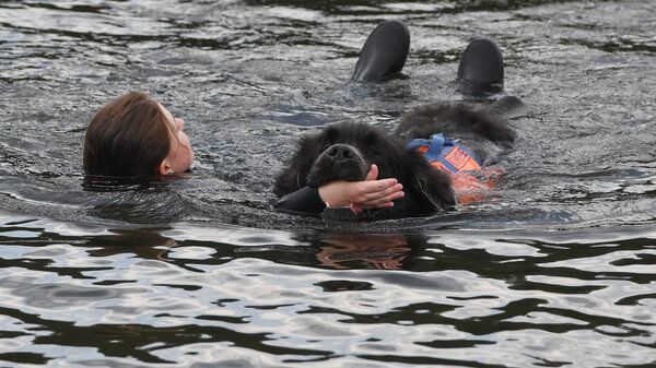 Собака вытаскивает из воды условно пострадавшего в Серебряном бору
