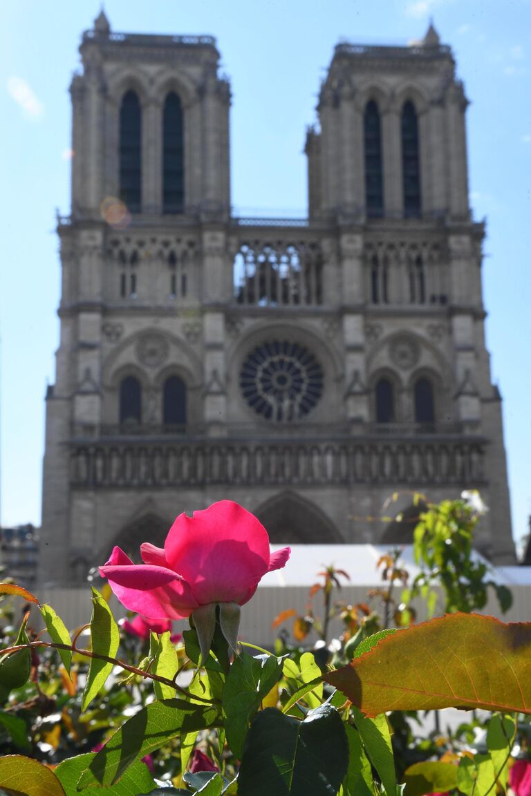 Цветущаю роза перед Собором Парижской Богоматери (Notre Dame de Paris) в Париже