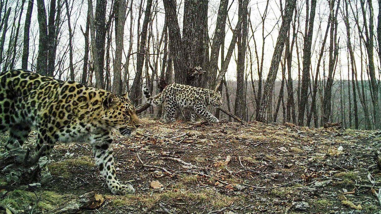 Самка леопарда — крестницы актрисы Памелы Андерсон Leo 38F в сопровождении котенка - РИА Новости, 1920, 05.04.2022