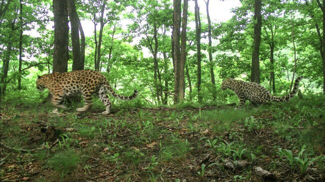 Самка леопарда-крестницы актрисы Памелы Андерсон Leo 38F в сопровождении котенка