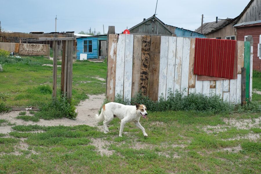 По оставленному цыганами поселку бегают собаки