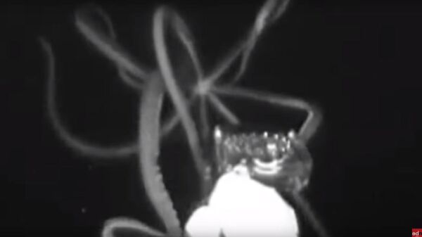 Ученые сняли на видео гигантского кальмара