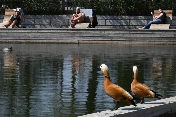 Красные утки в парке Горького в Москве