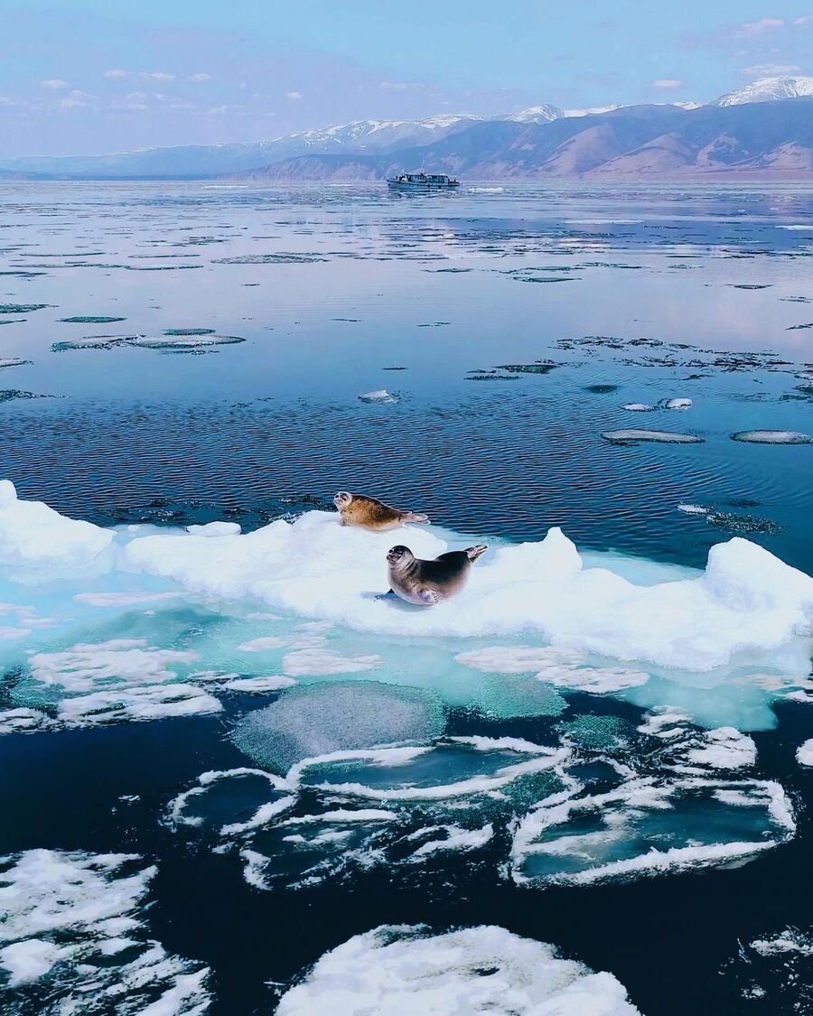 Нерпы на льдине, Байкал