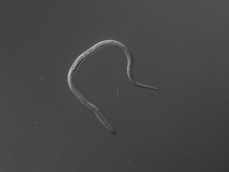 Тропический червь-паразит Strongyloides stercoralis