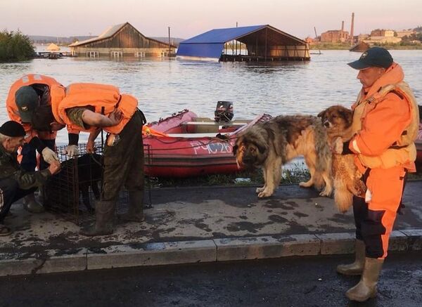 Сотрудники МЧС и кинологи питомника К-9 эвакуируют собак из зоны паводка в Тулуне