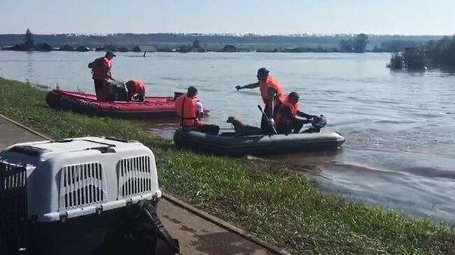 Сотрудники МЧС эвакуируют собак из зоны паводка в городе Тулуне.  30 июня 2019