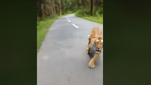 Погоня тигра