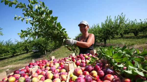 Сбор урожая алычи в садах опытно-производственного хозяйства Центральное Краснодарского края