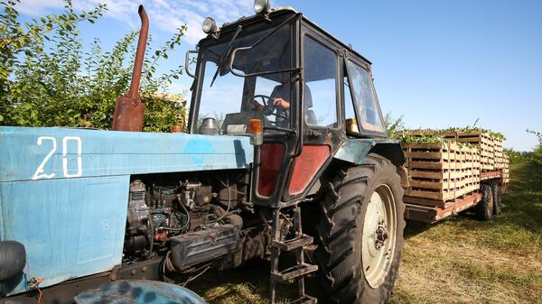 Погруженный для перевозки урожай алычи, собранный в садах опытно-производственного хозяйства Центральное Краснодарского края