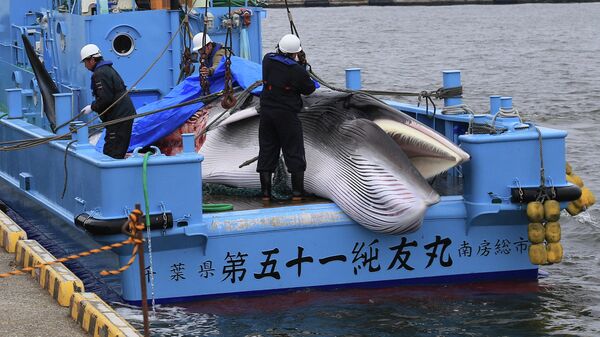 Рабочие готовятся к разгрузке пойманного малого полосатика после открытия коммерческого китобойного промысла в порту в Кусиро, префектура Хоккайдо, Япония. 1 июля 2019 