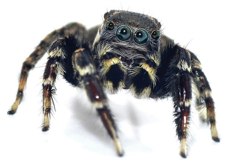 Прыгающий паук, названный в честь дизайнера Карла Лагерфельда