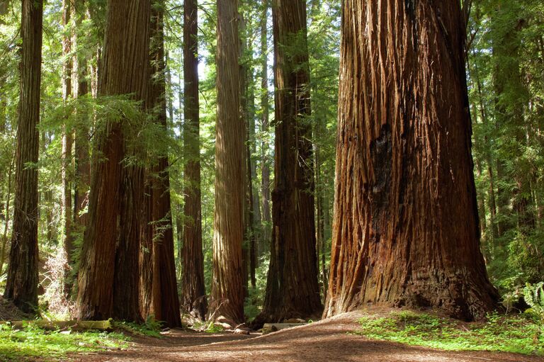 Секвойи в лесу округа Мендосино Секвойи в лесу округа Мендосино